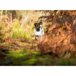 PACK COLLIER + TÉLÉCOMMANDE DE DRESSAGE POUR CHIEN NUM'AXES CANICOM 1500 -Échappée Nature pack collier telecommande de dressage pour chien numaxes canicom 1500 3